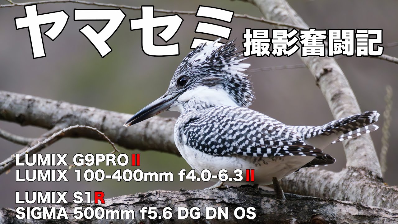 【ヤマセミ】ヤマセミ撮影チャレンジin南アルプス邑野鳥公園