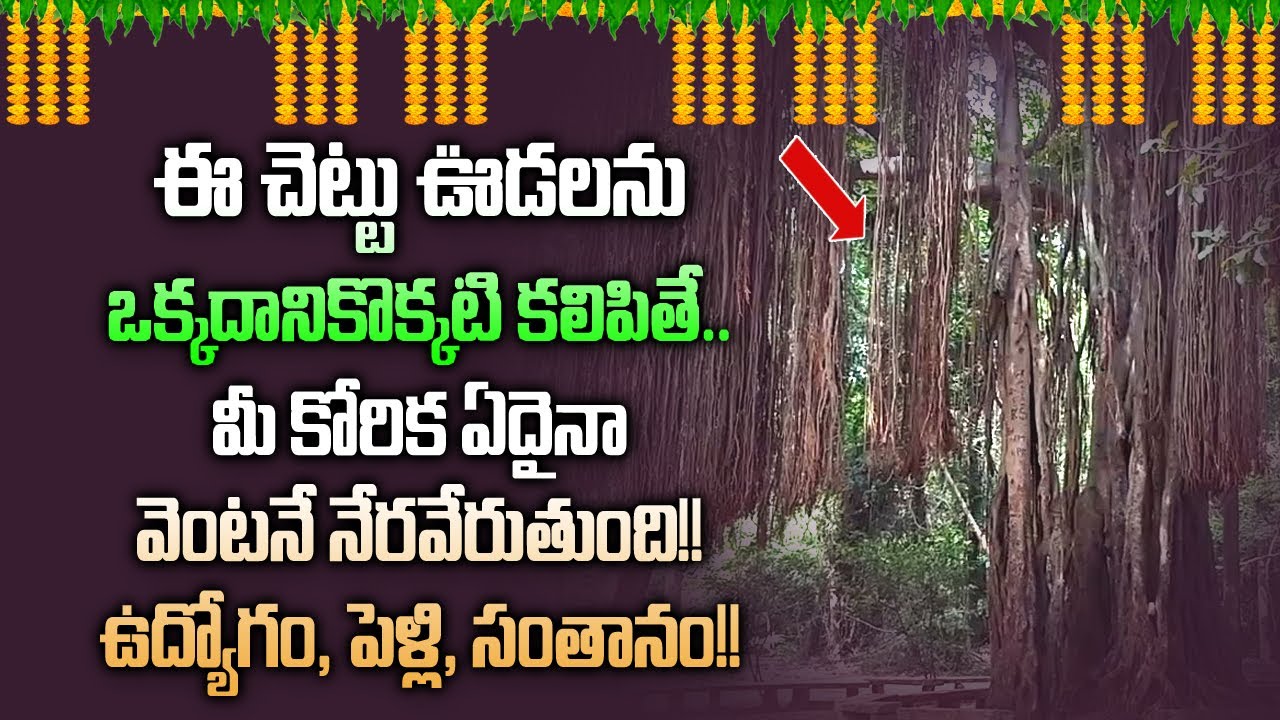 ఈ చెట్టు ఊడలు ఒకదానికొకటి కలుపుతూ మీ కోరిక చెప్పుకుంటే మీ కోరిక వెంటనే నెరవేరుతుంది || Marri Chettu