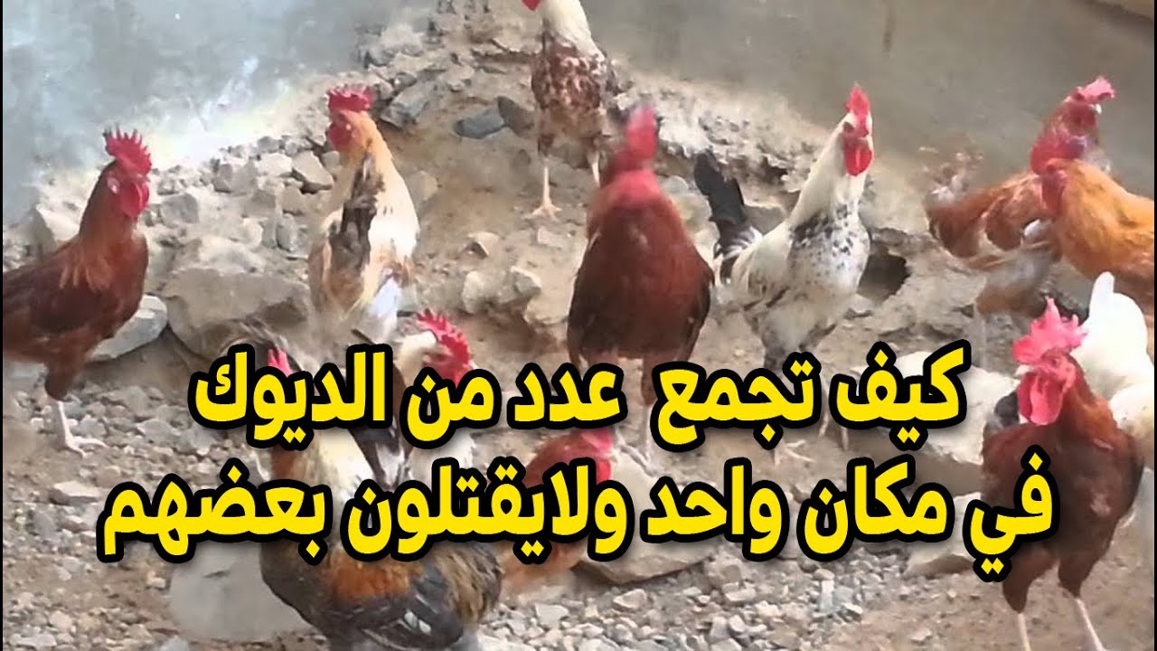 كيف امنع شجار وعراك الديوك وطريقة  لحل مشكلة عراك الديوك مع بعض غير مكلفة تماما وهتنجح مية في المية
