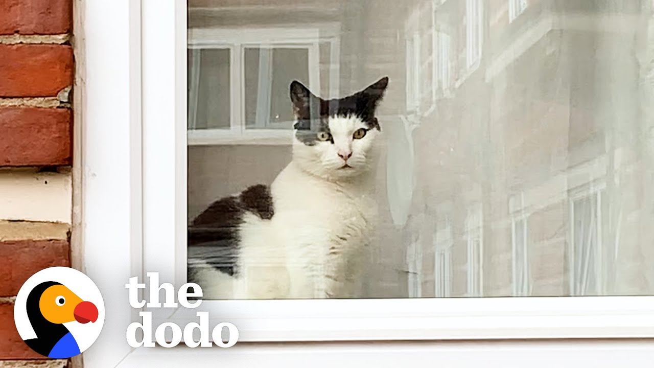 Cat Chronicles His Journey With Unrequited Love | The Dodo Cat Crazy