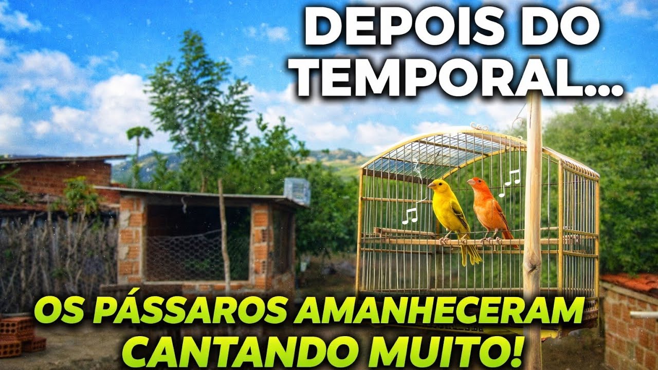 Depois de muita chuva os pássaros amanheceram cantando muito 
