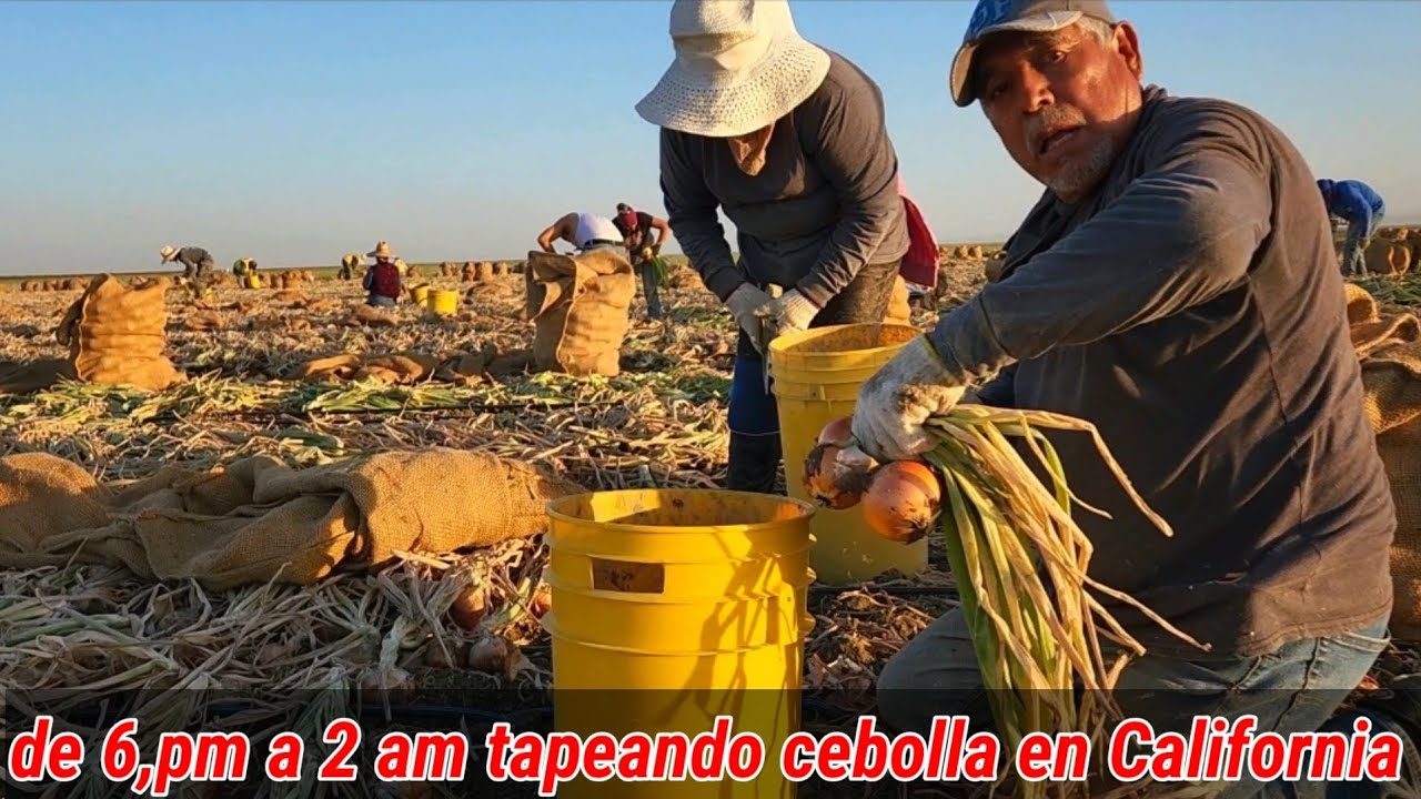 300, Contratados tapeando cebollas de noche en Huron Californiana 😱🥵