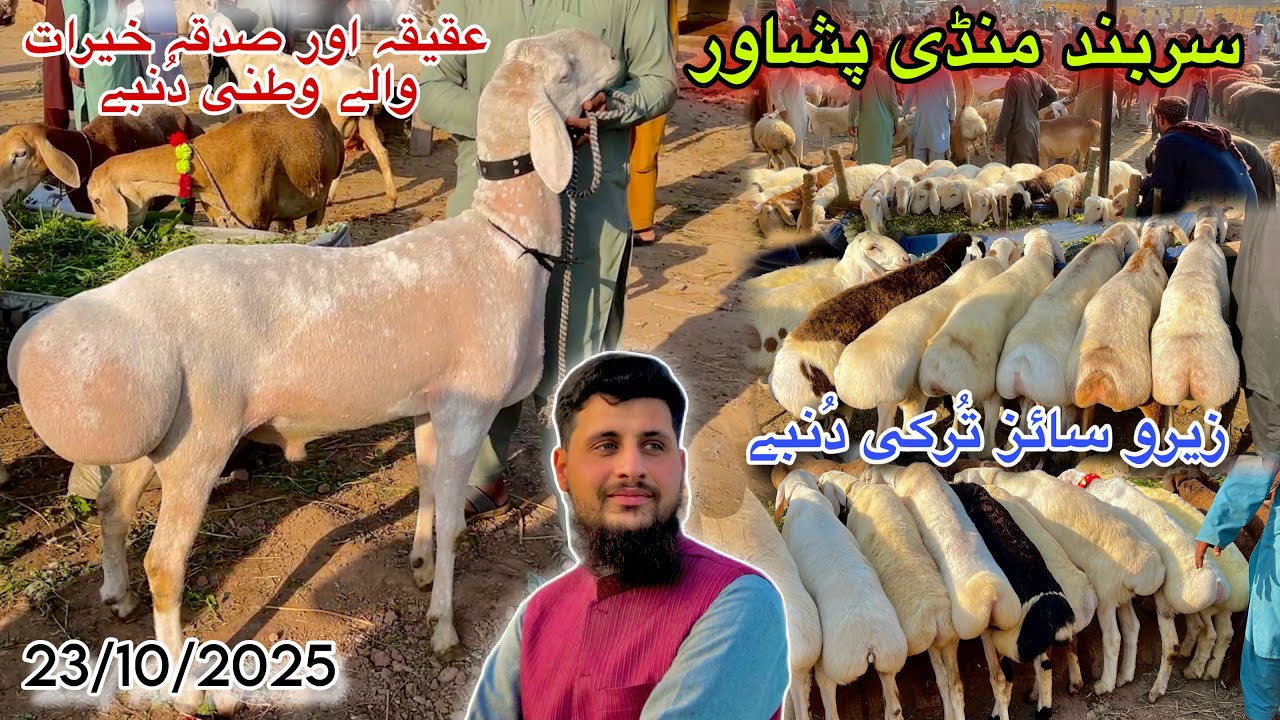 Dumba Mandi Peshawar New Updates 23/10/2025 | Turkey Balkhi Zero Size Sheep | Izhar Ali Shah vlogs