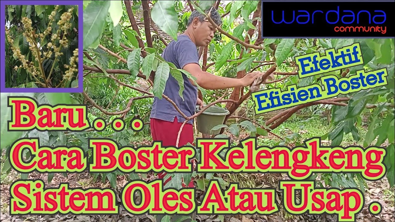 Baru Cara Boster Kelengkeng Sistem Oles Atau Usap