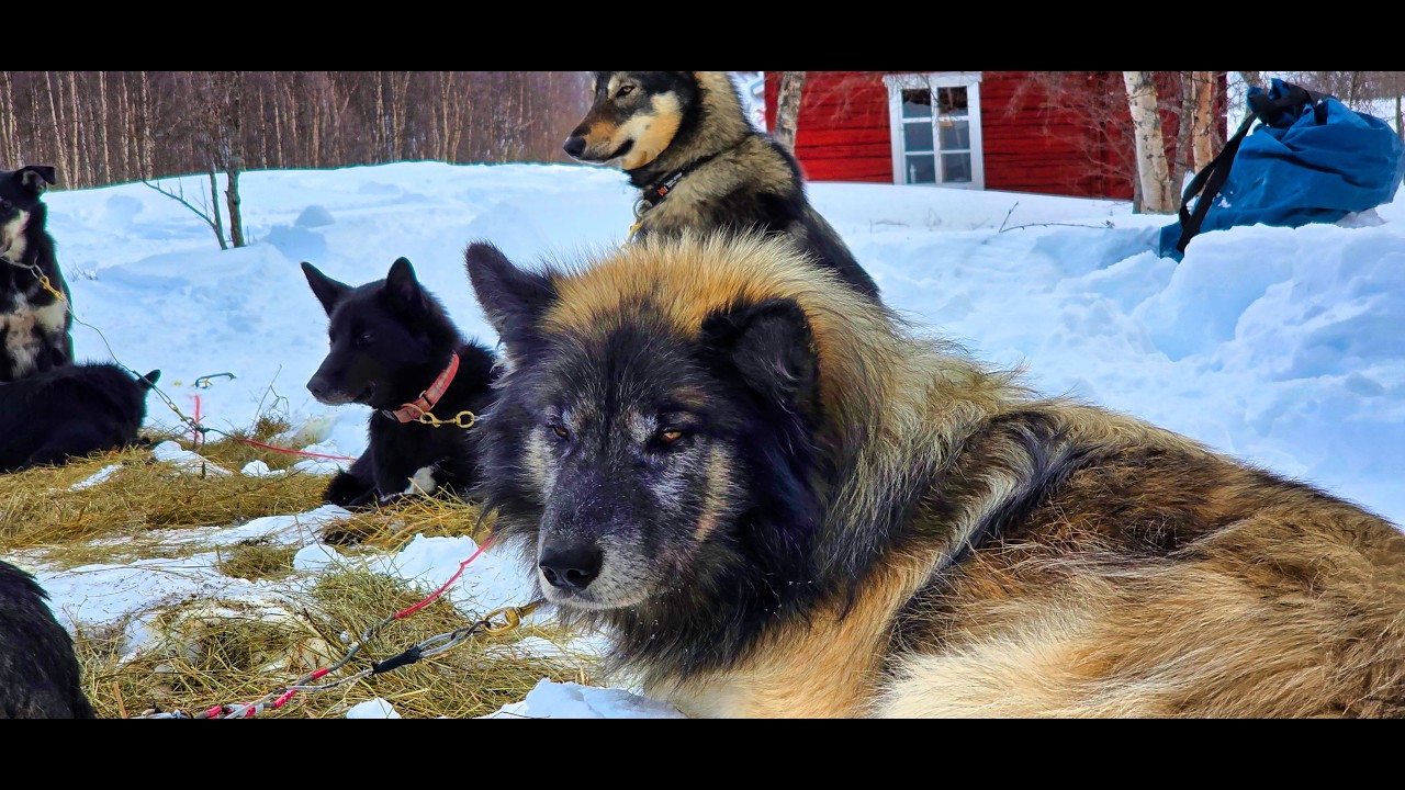 One Week Husky Expedition in Sweden Part 2