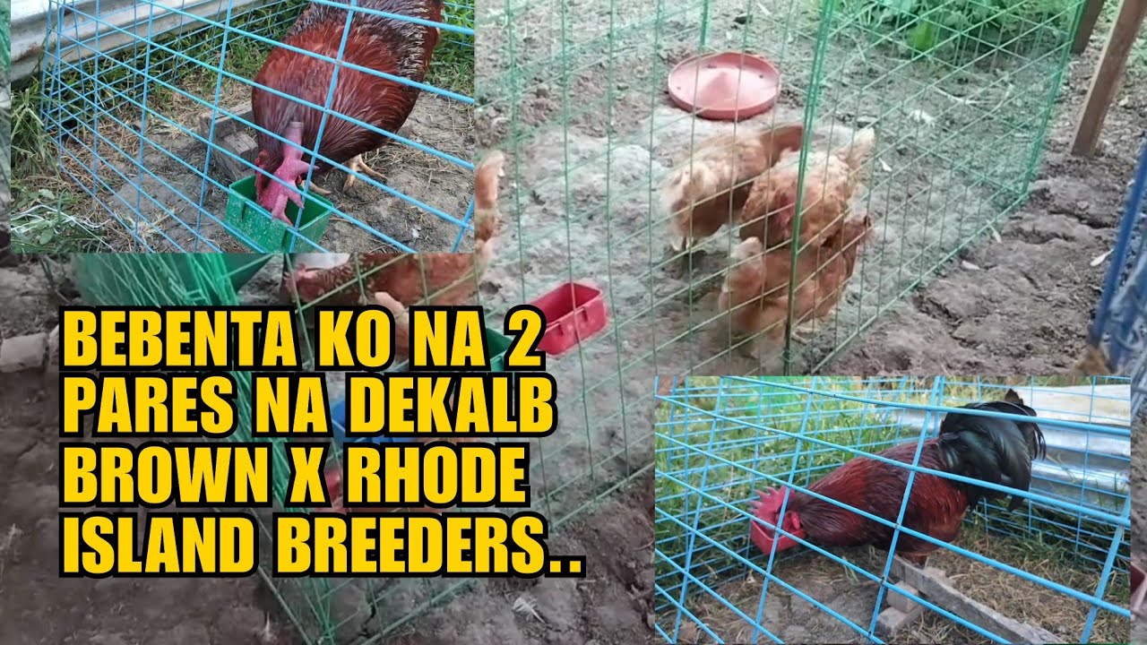 BEBENTA KO NA 2 PARES NA DEKALB BROWN X RHODE ISLAND BREEDERS..