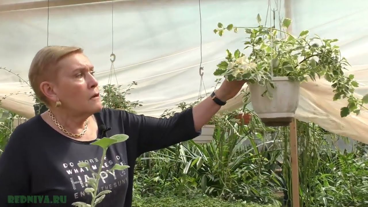 Плектрантус ампельный (Plectranthus) вариегатная (пестролистная) форма.