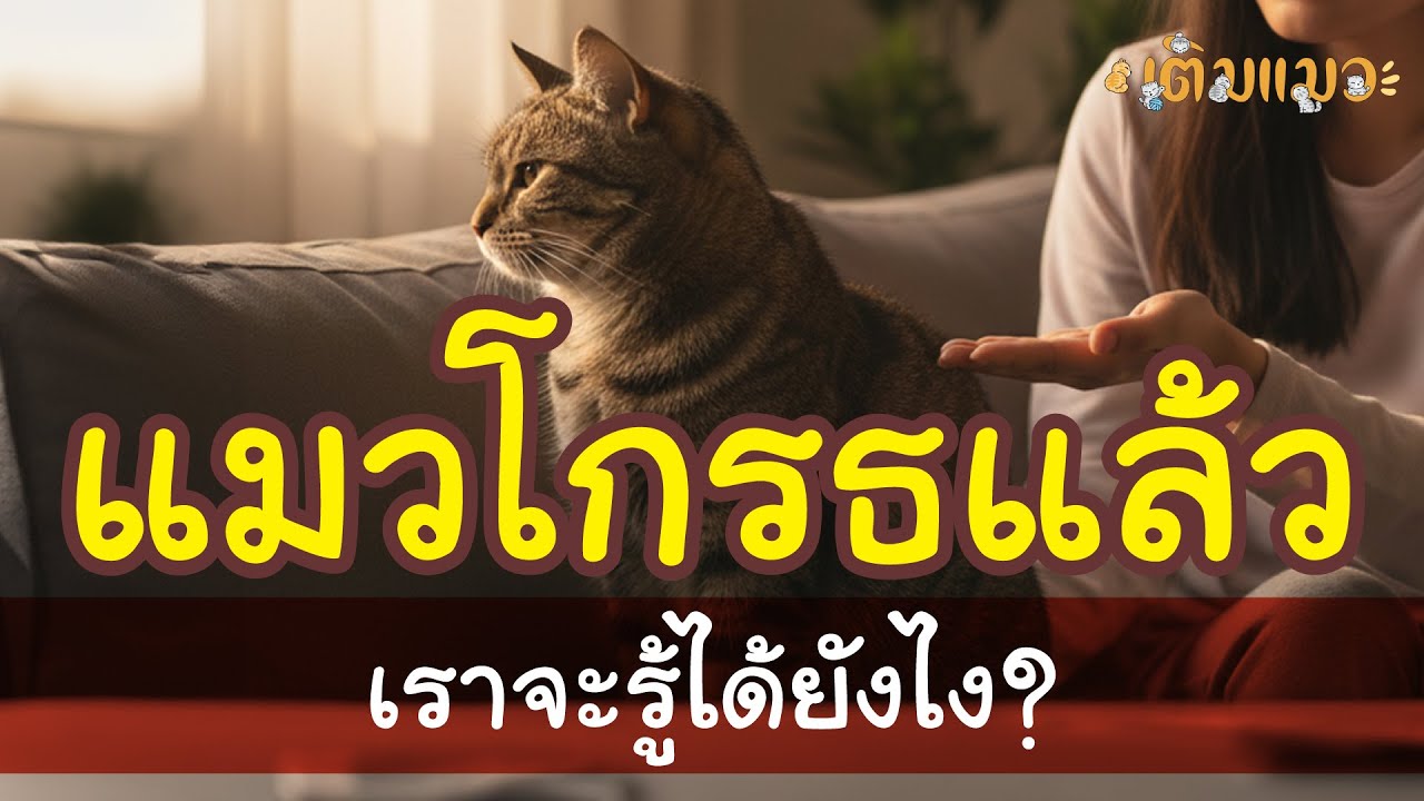 แมวโกรธแล้ว เราจะรู้ได้ยังไง?