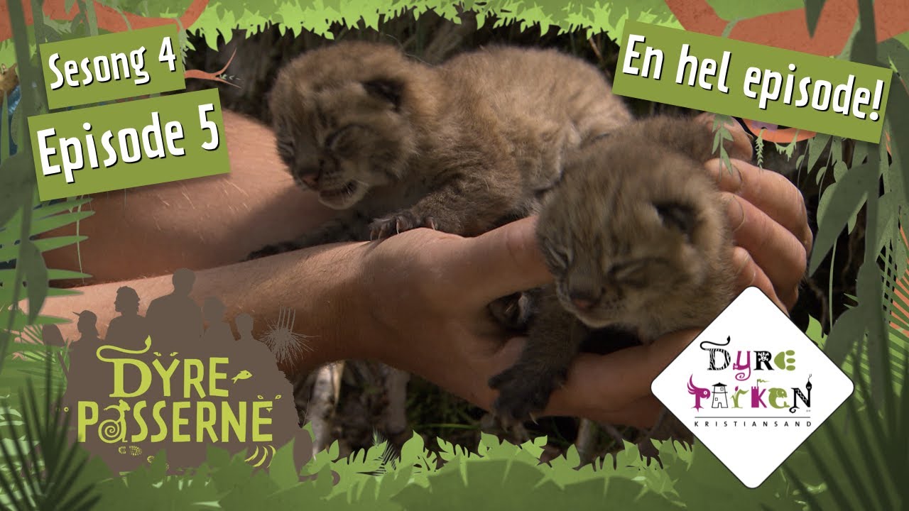 Overraskelse hos gaupene | Dyrepasserne S4E5 | Dyreparken