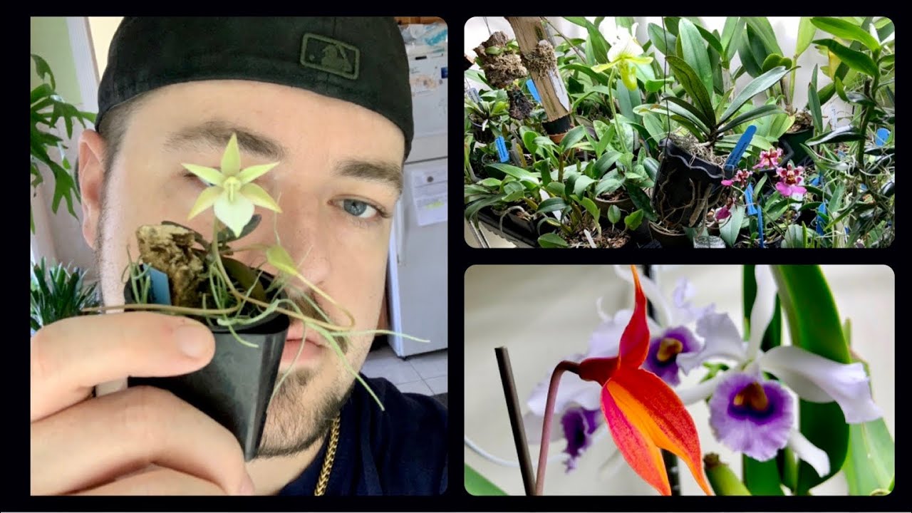 Bloom Update/Growspace Tour/LED Talk