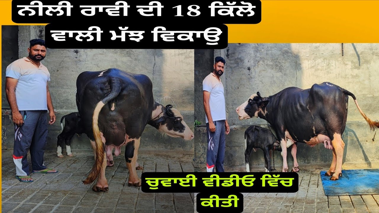 Nili ravi buffalo for sale in punjab  18kg dudh/ Top nili ravi di majh sale /ਨੀਲੀ ਰਾਵੀ ਦੀ ਮੱਝ ਵਿਕਾਉ