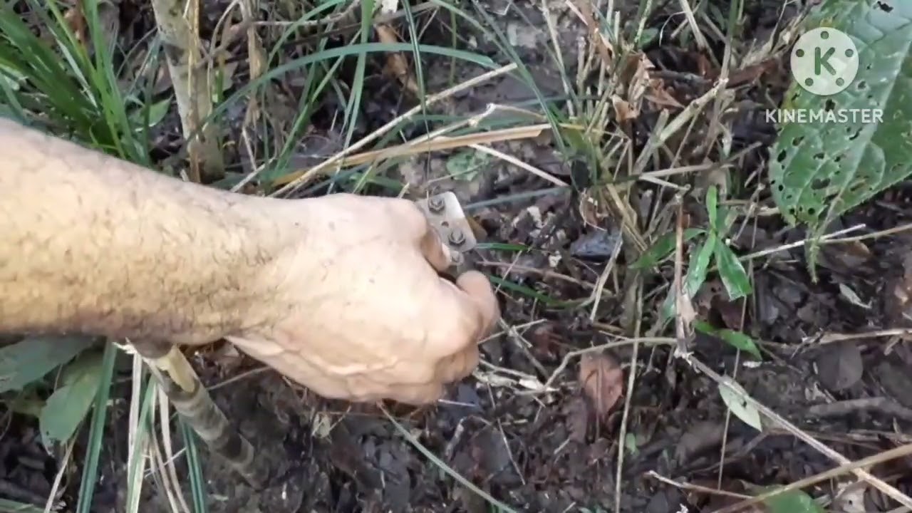 Armando trabuco na trieiro