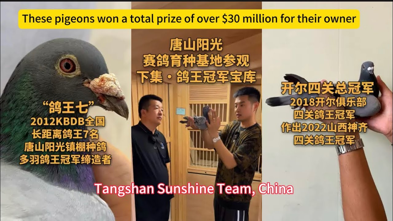 【唐山阳光.种鸽篇②】應台灣鴿友要求詳細拍攝唐山陽光功勳種鴿/Super pigeon has won a total prize of over $30 million〈Sunshine Team〉