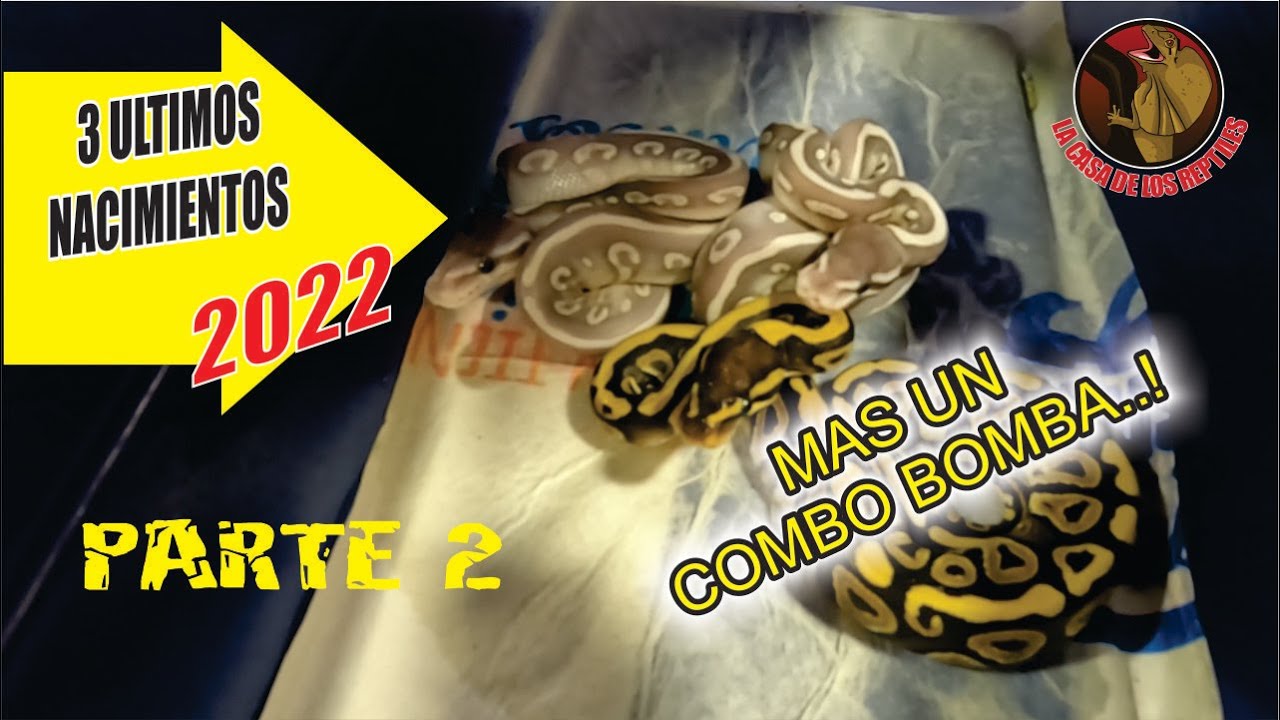 PARTE 2 🔴 𝐔𝐋𝐓𝐈𝐌𝐎𝐒 𝐍𝐀𝐂𝐈𝐌𝐈𝐄𝐍𝐓𝐎𝐒 𝟐𝟎𝟐𝟐.🥚. 𝐔𝐍𝐎𝐒 𝐁𝐈𝐂𝐇𝐀𝐙𝐎𝐒...!!!!🐍💥💥💥💥