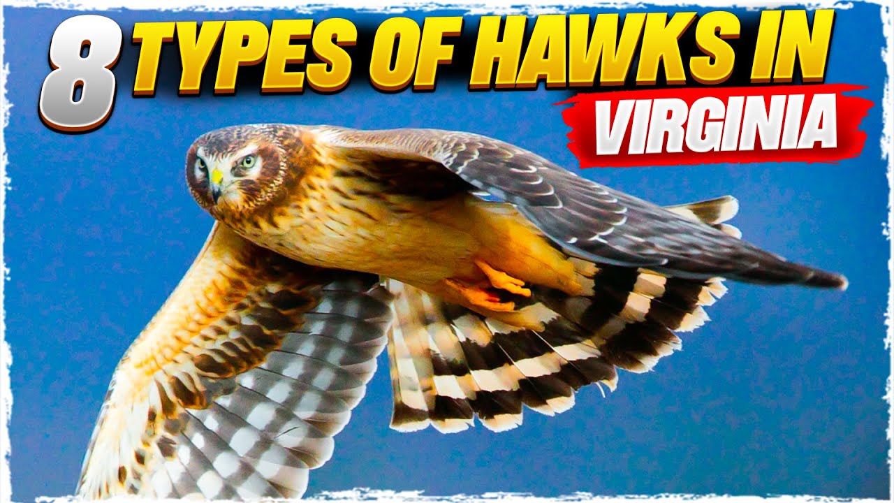 8 Types of Hawks in Virginia (with Pictures)