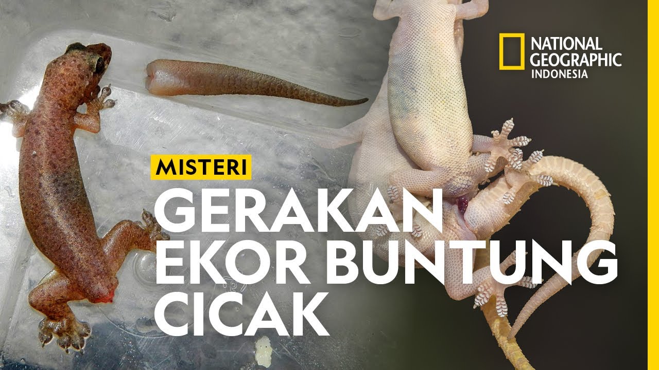 Cicak cicak di dinding, punya trik khusus kabur dari predator.
