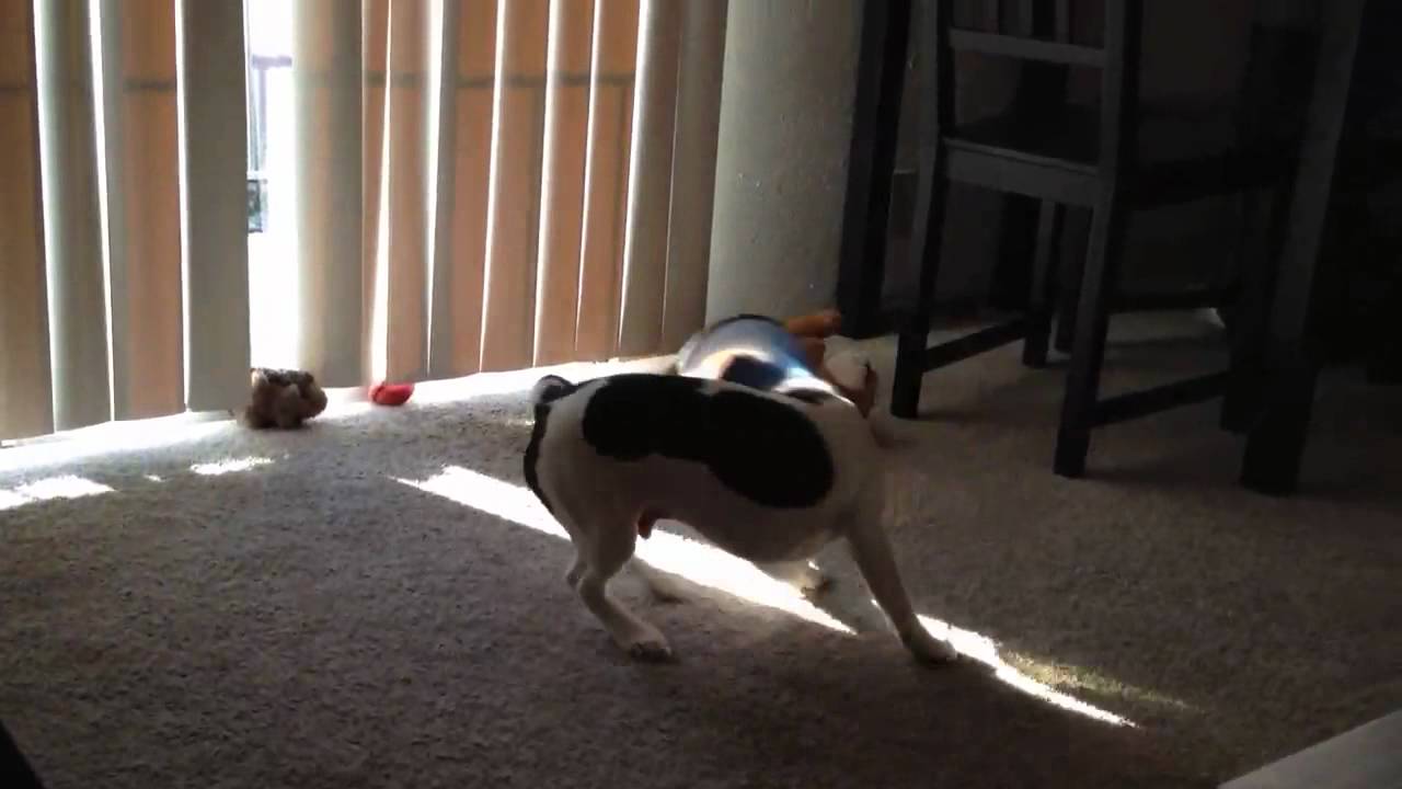 Jack the Beagle chasing his tail.