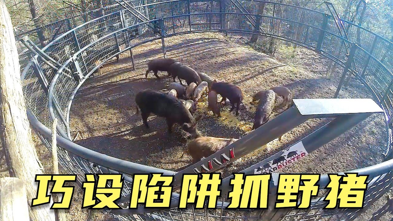 国外野猪泛滥成灾，大叔巧设陷阱抓捕上百头，够全家吃上好几年
