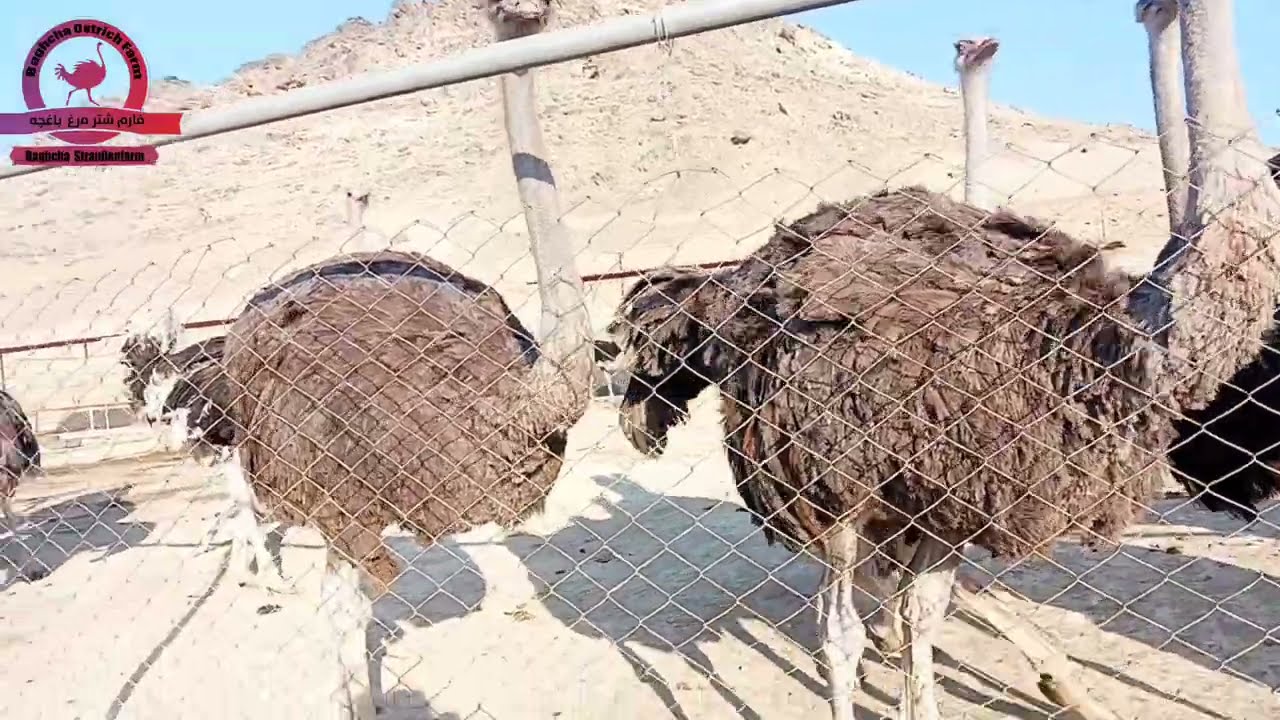 نمای از شتر مرغ های ۳ ساله یا شتر مرغ های ۱۲۰ کیلو....