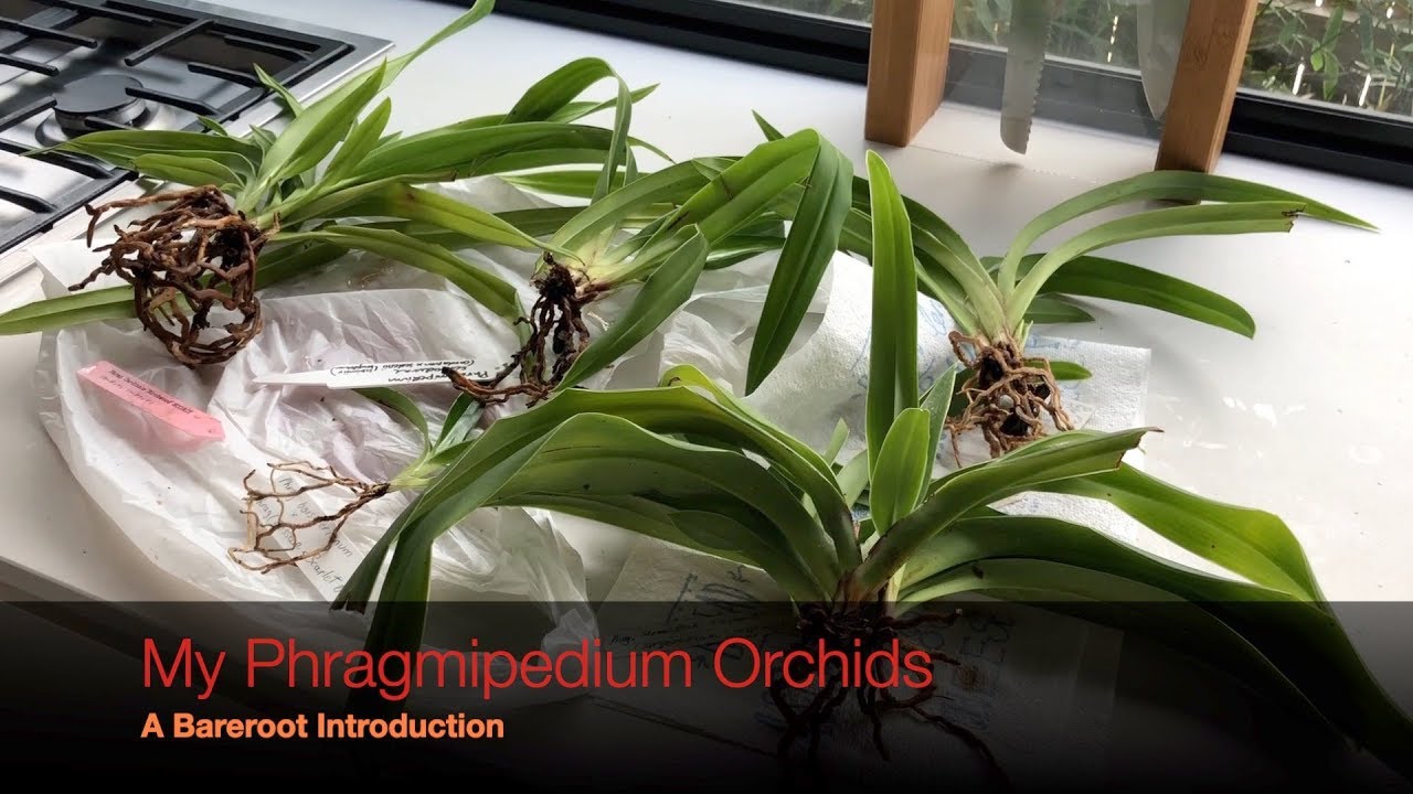 My Phragmipediums - A brief Intro to my collection & How I care for them
