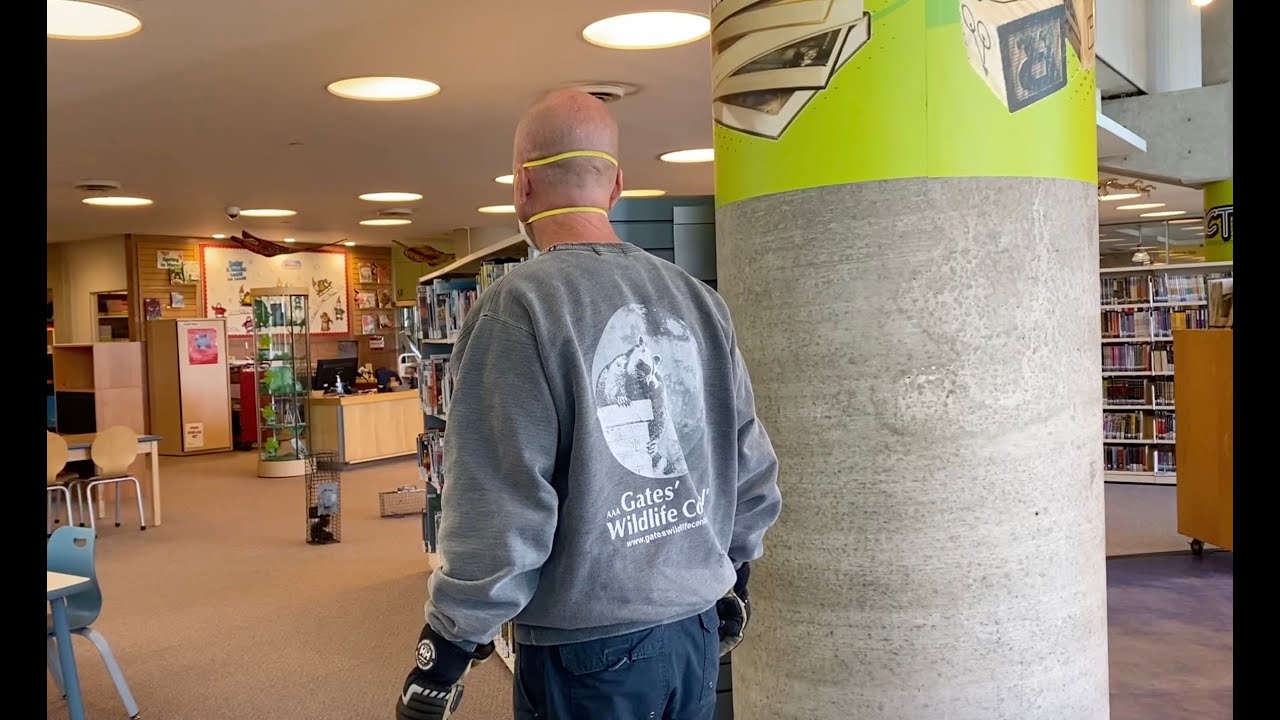 Squirrel Trip To The Library
