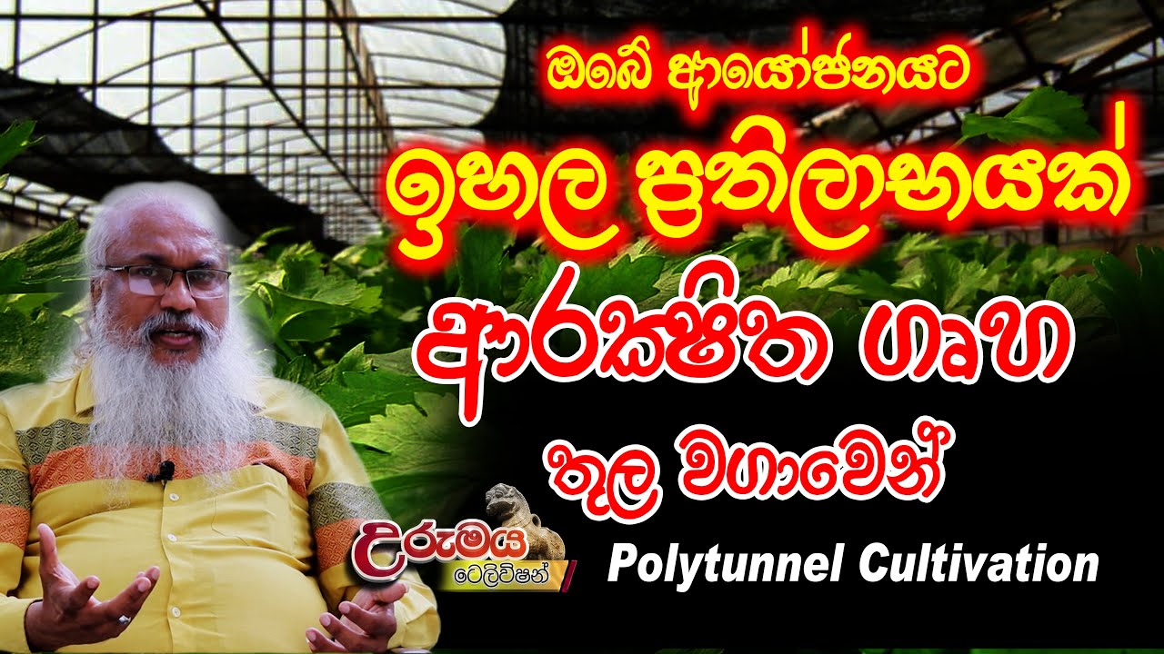 ආරක්‍ෂිත ගෘහ තුල වගාව (Cultivation in POLYTUNNEL ) Urumaya Television | උරුමය ටෙලිවිෂන්