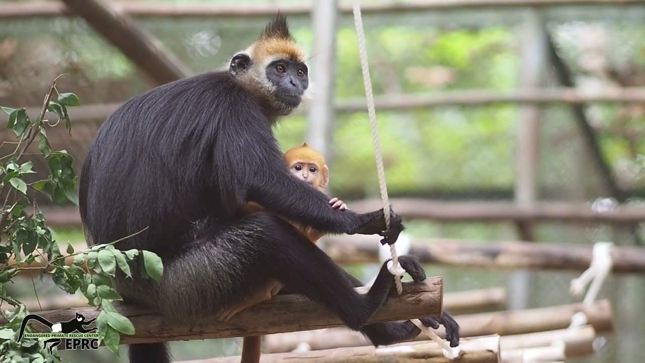 Newborn baby Cat Ba Langur