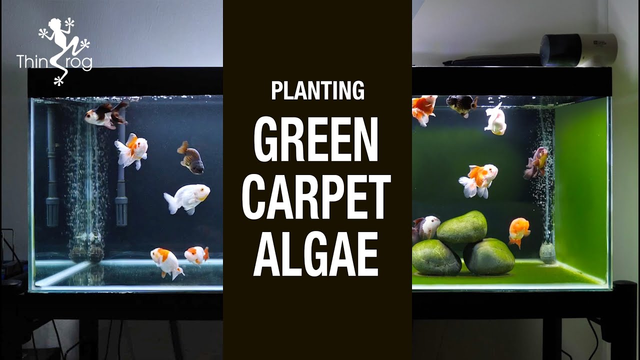 Planting GREEN CARPET ALGAE