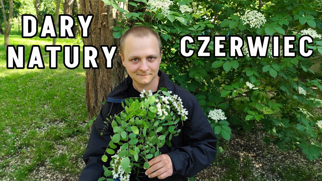 Dary natury: TOP 6 ZIÓŁ, które należy znać w CZERWCU