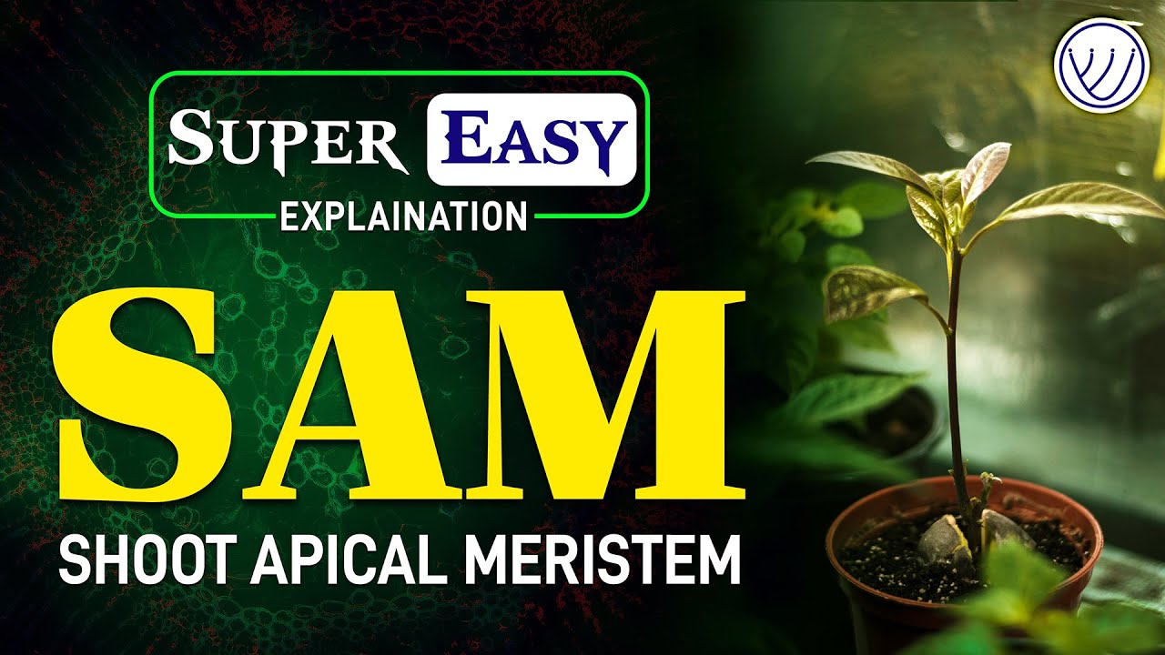 SUPER EASY EXPLANATION OF SHOOT APICAL MERISTEM (SAM) THEORIES | ASSISTANT PROFESSOR BOTANY |