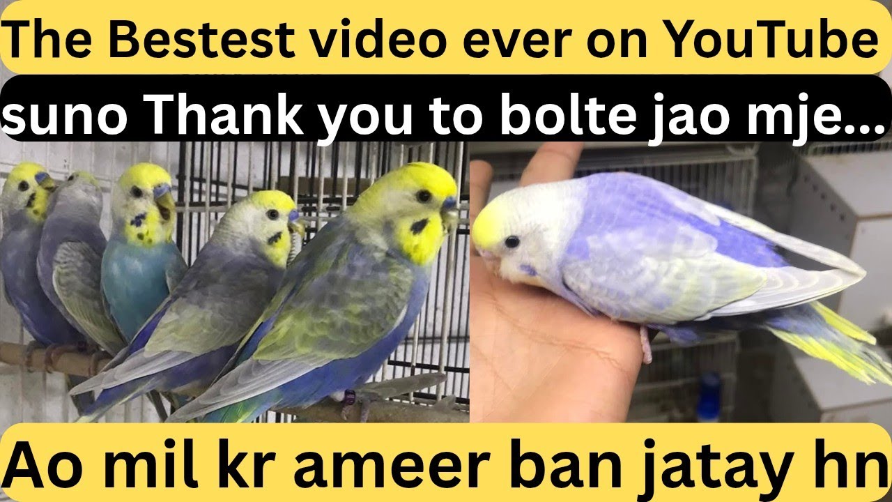 Ao mil kr ameer ban Jaen RAINBOW BUDGIES me