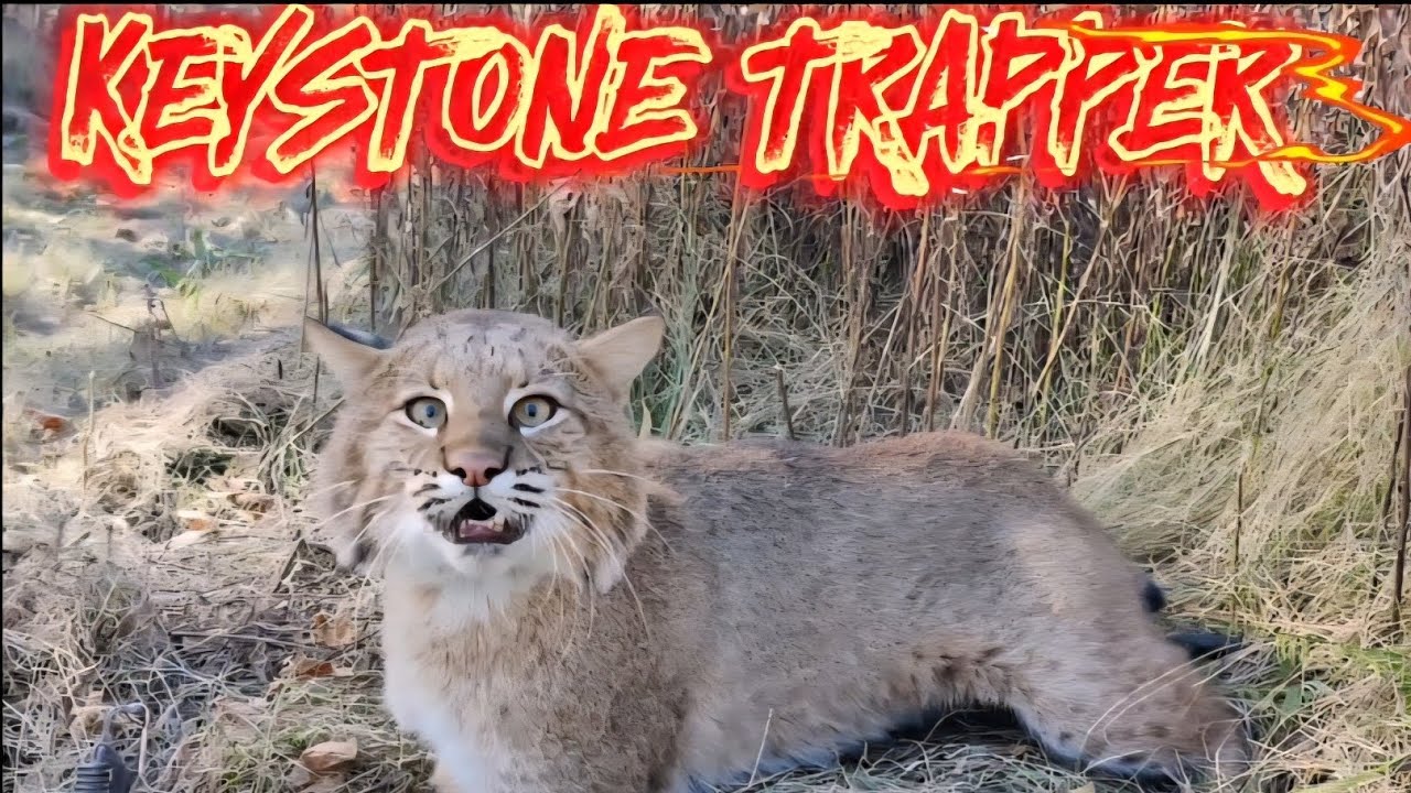 Catch More Bobcats, Trail Cam footage, Locations, Killer Set #bobcats #trapping #coyotes 