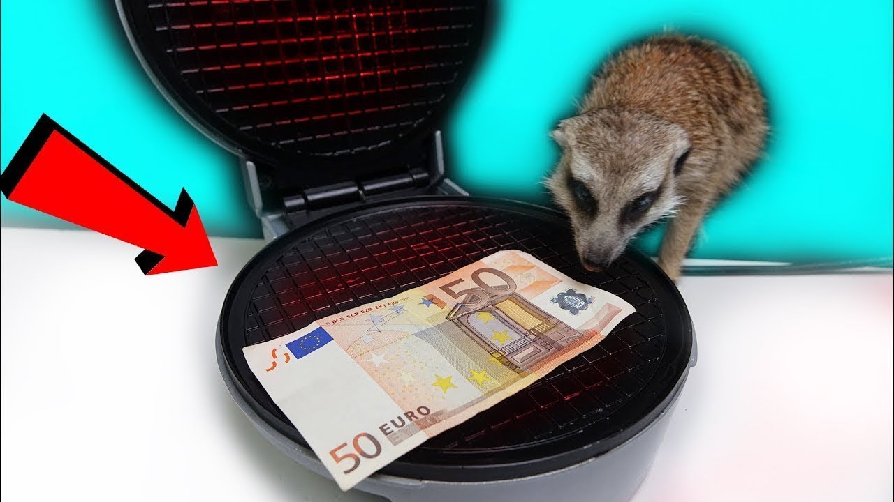EXPERIMENT WAFFLE IRON vs 50 EURO! TIMON & TICKLING 😂