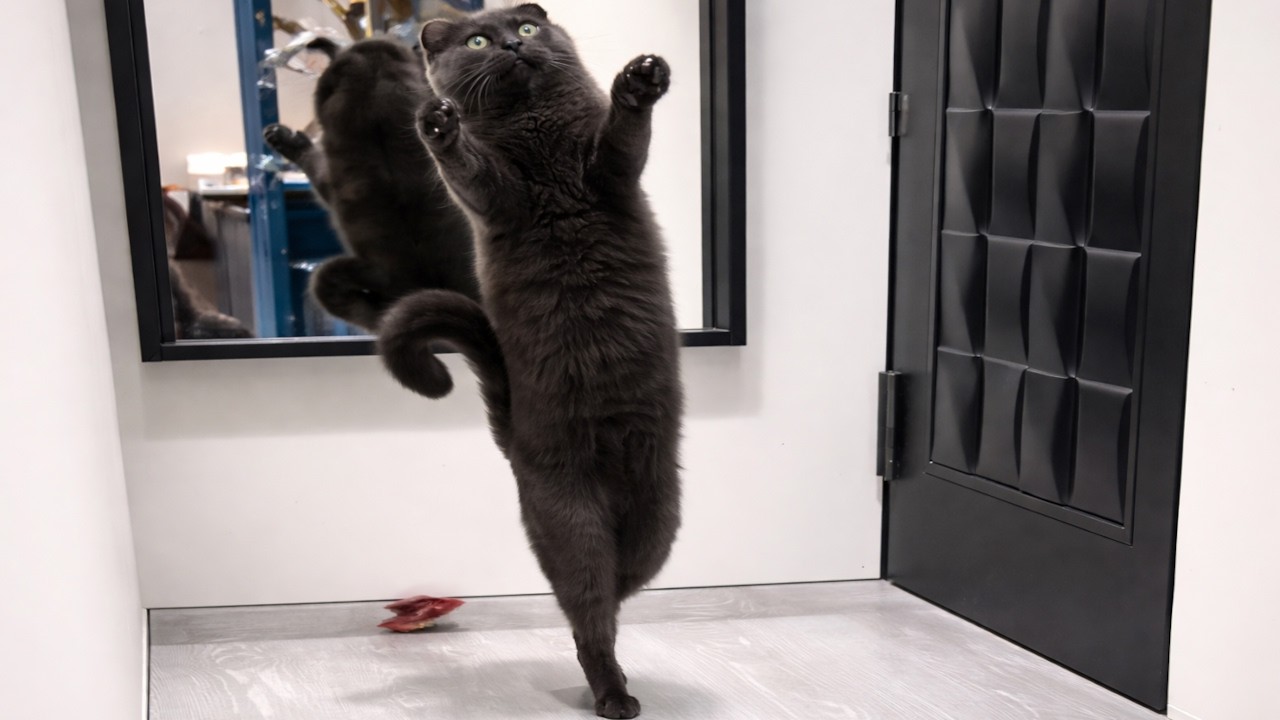 Cats Being Out of Control