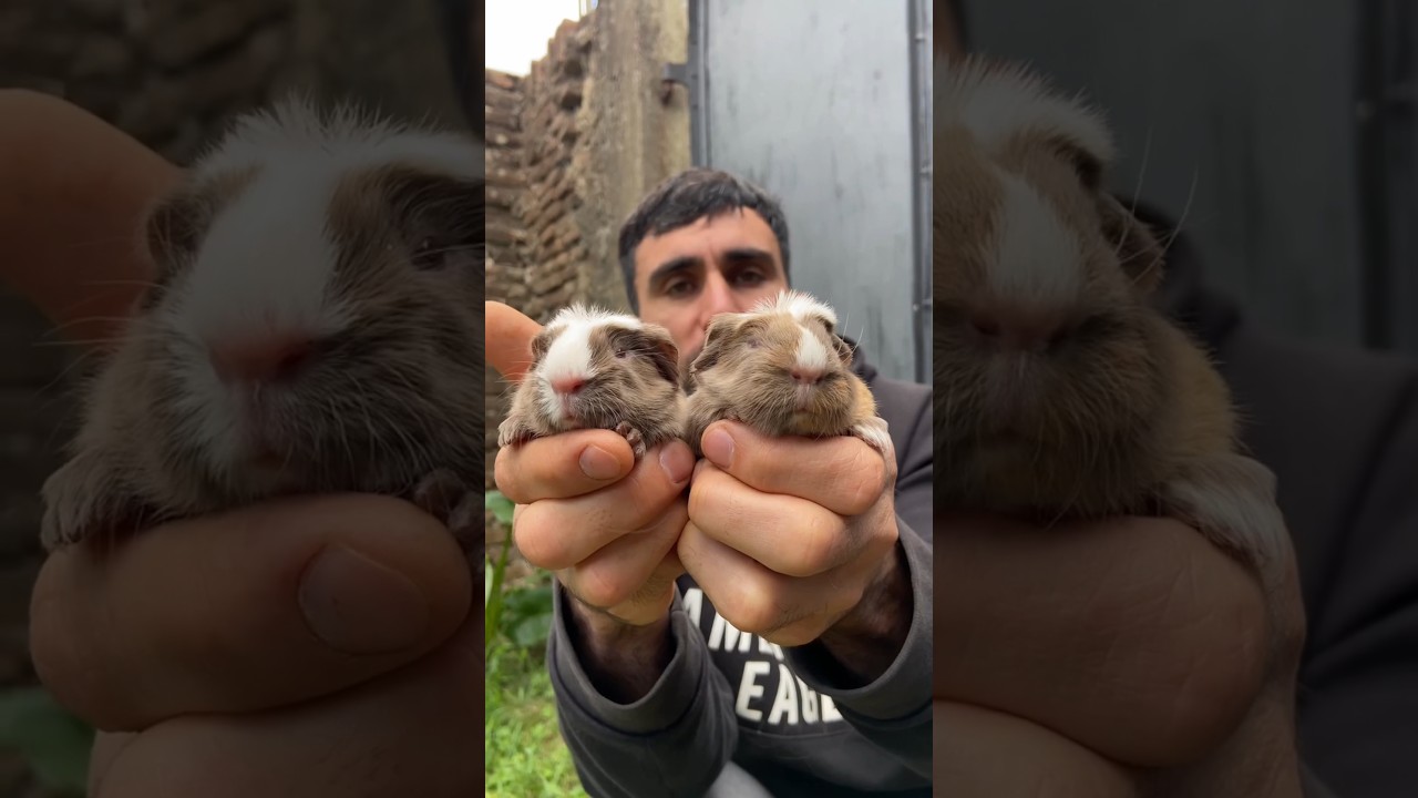 Cobayos como mascota (PROS y CONTRAS)