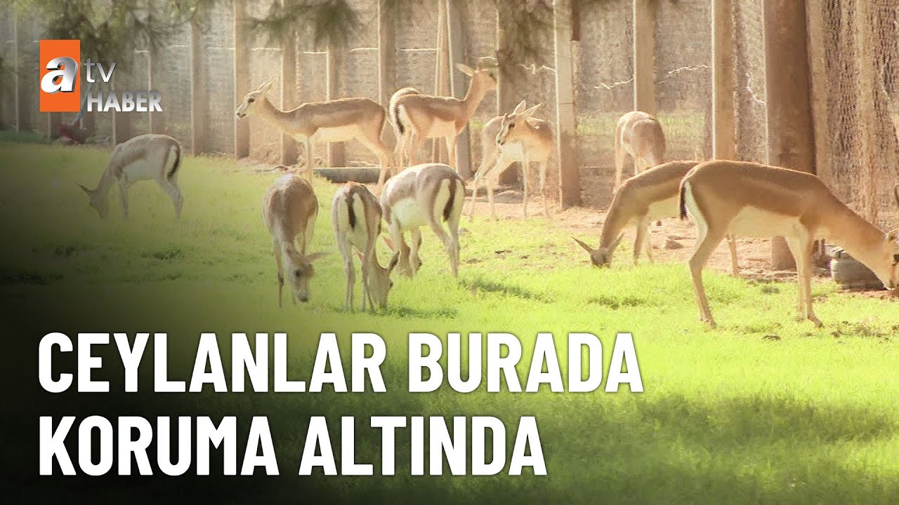 Ceylanpınar&rsquo;a ismini onlar verdi  atv Ana Haber 21 Eyl&uuml;l 2024