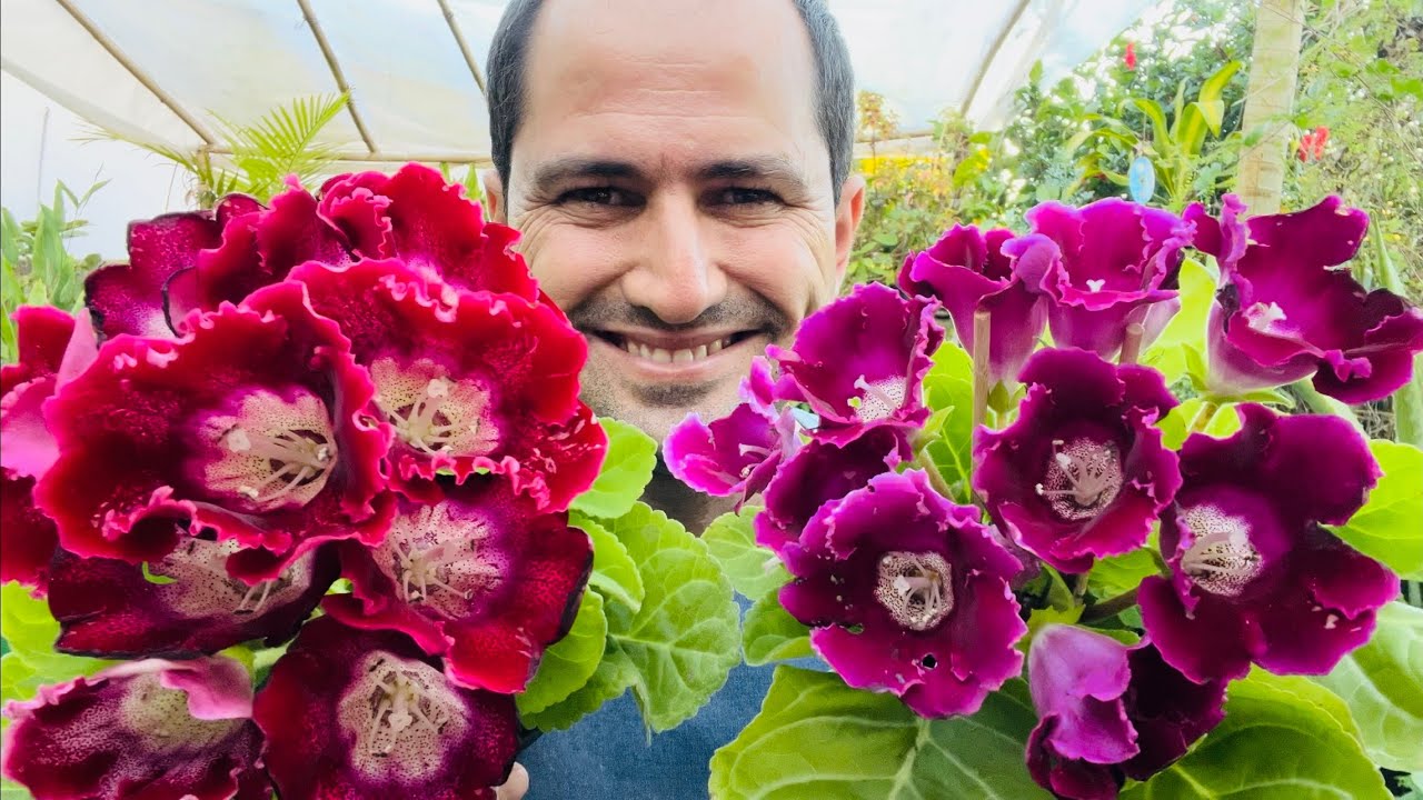 COMO PLANTAR GLOXÍNIA CORRETAMENTE