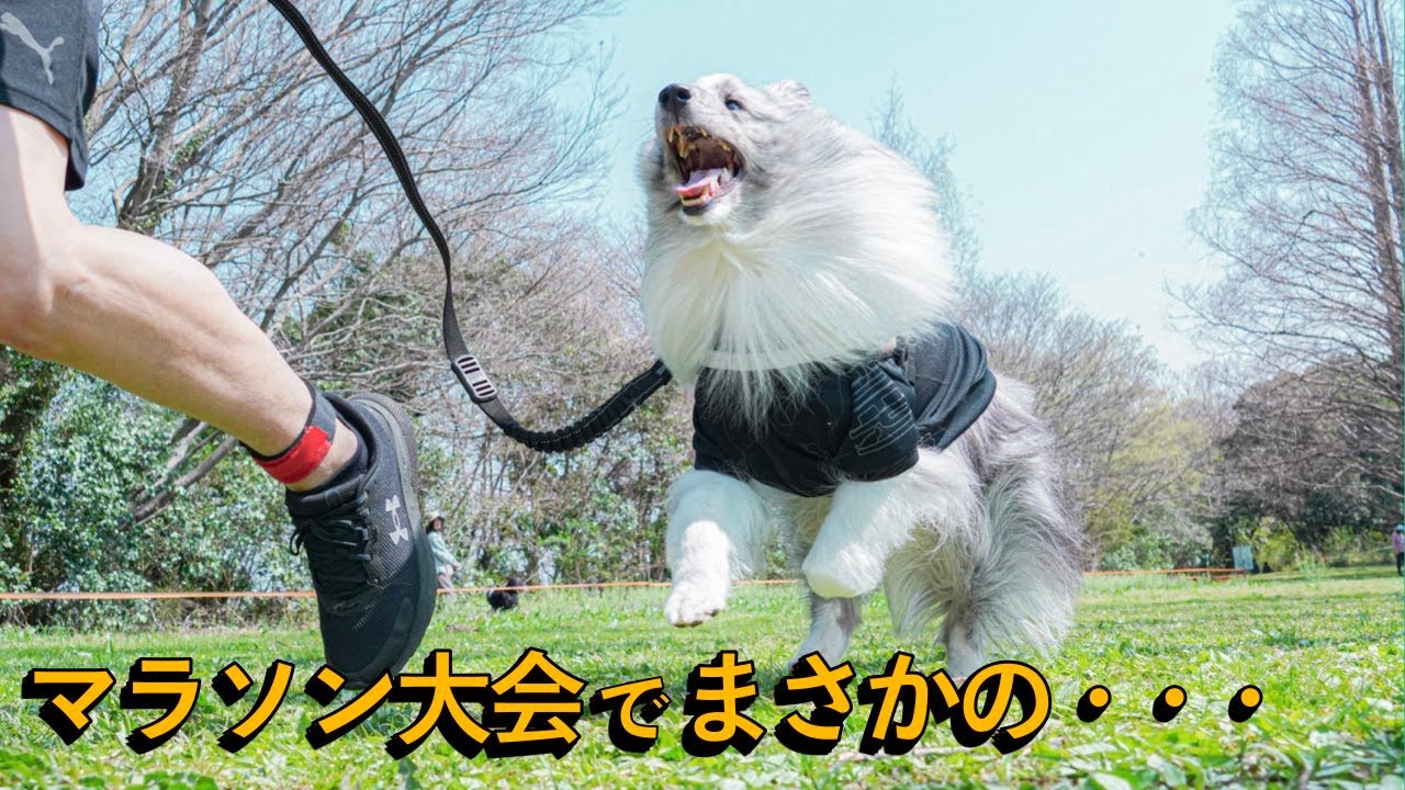 愛犬と一緒に走る競技「カニクロス」に挑戦してみた！！