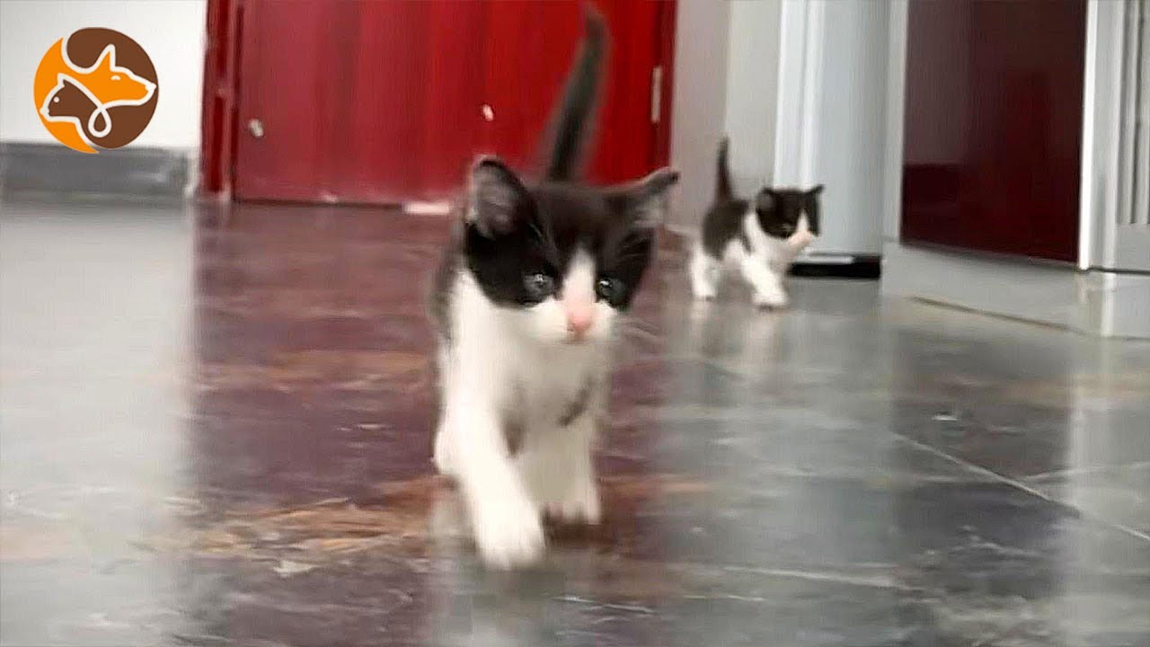 Два крошечных бездомных котёнка, найденные на дороге — и выросли вместе в офисе