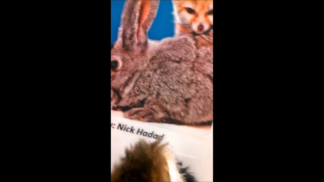 Swift the Storytelling Fox Steals the Camera