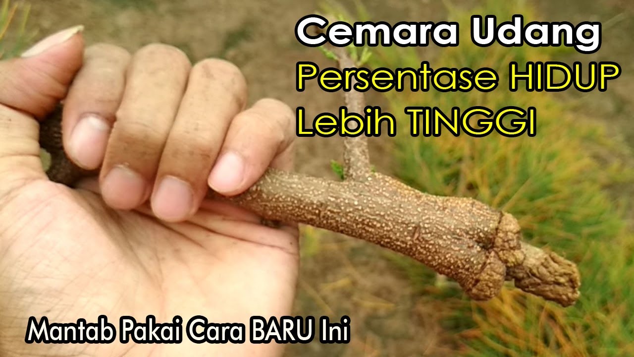 CARA BARU CANGKOK ANGIN BONSAI CEMARA UDANG (Casuarina Equisetifolia Bonsai)