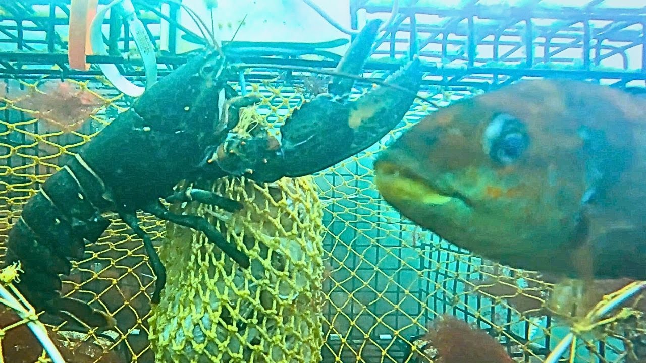 GoPro in a Lobster Trap! | New England Lobster Fishing |