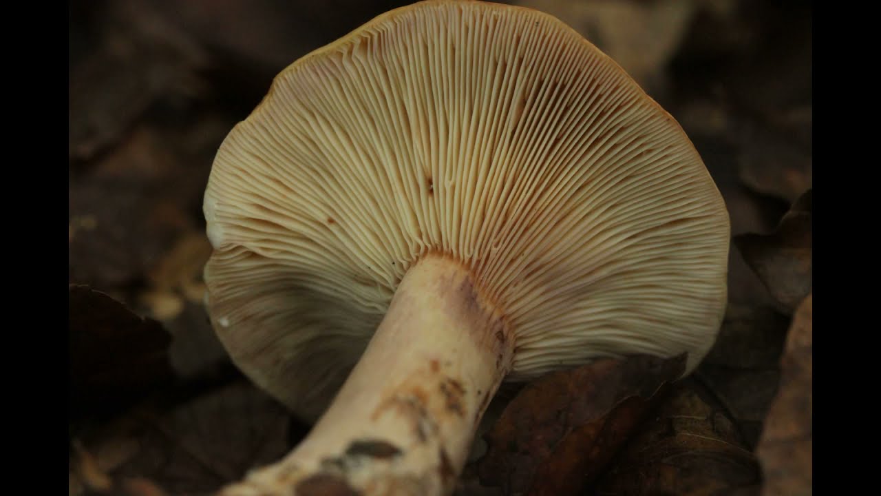 Lactarius fulvissimus