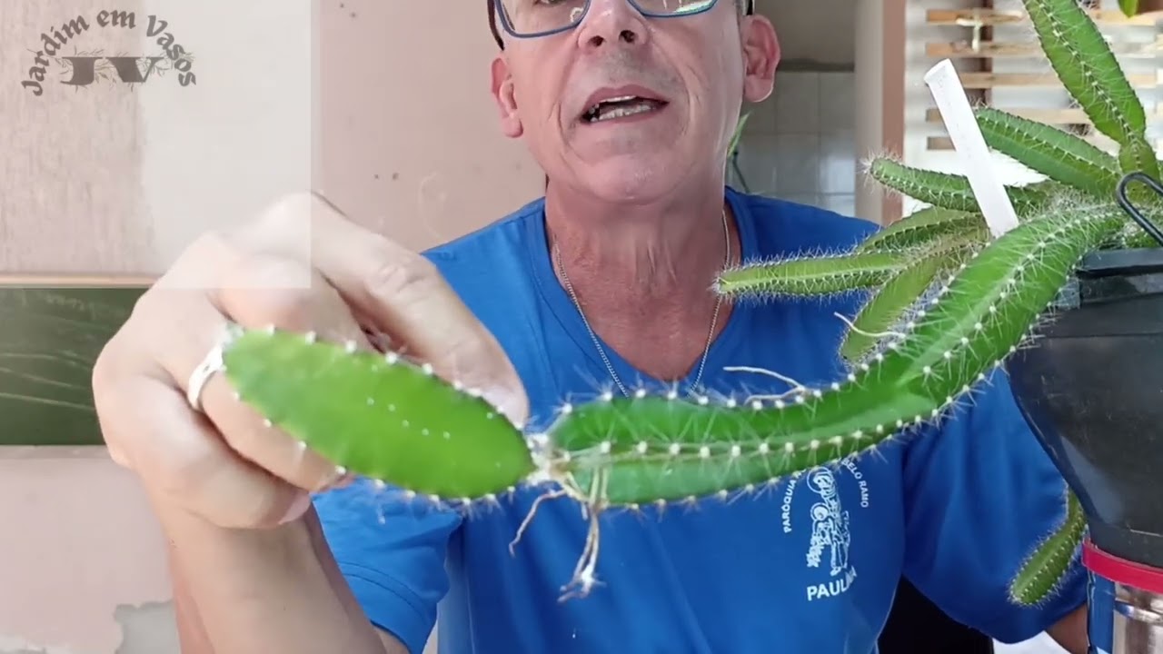 Cacto Samambaia