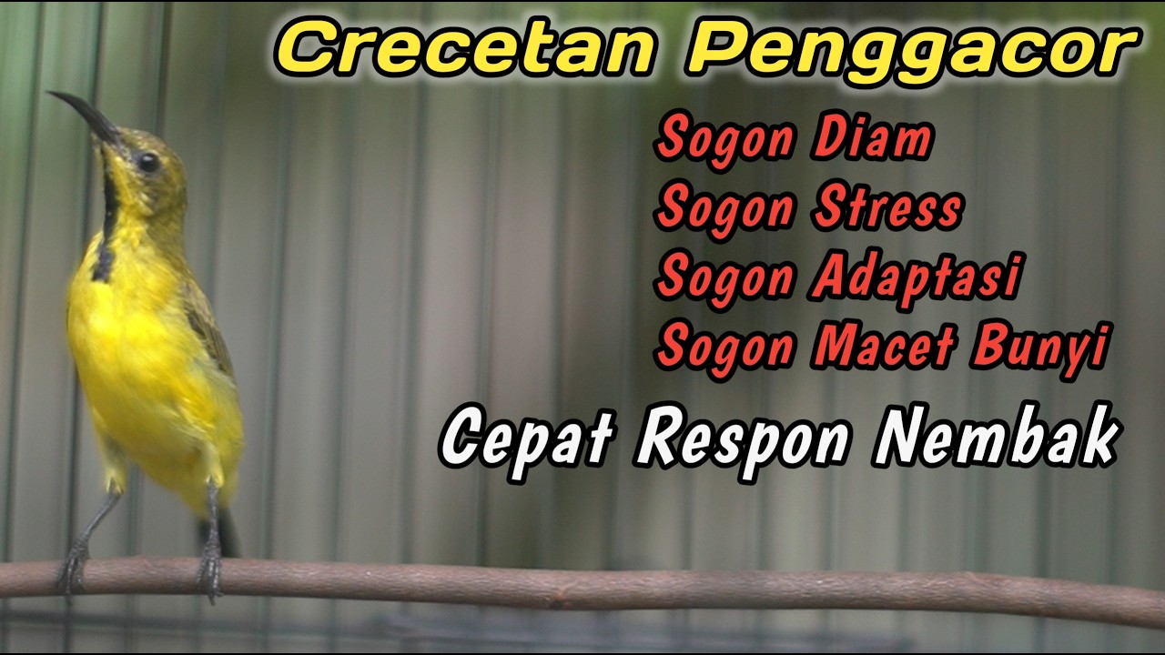 PANCINGAN SOGON OMBYOKAN AGAR CEPAT GACOR‼️CUIT CUIT CERR BIKIN SOGON DISITU LANGSUNG GACOR NEMBAK