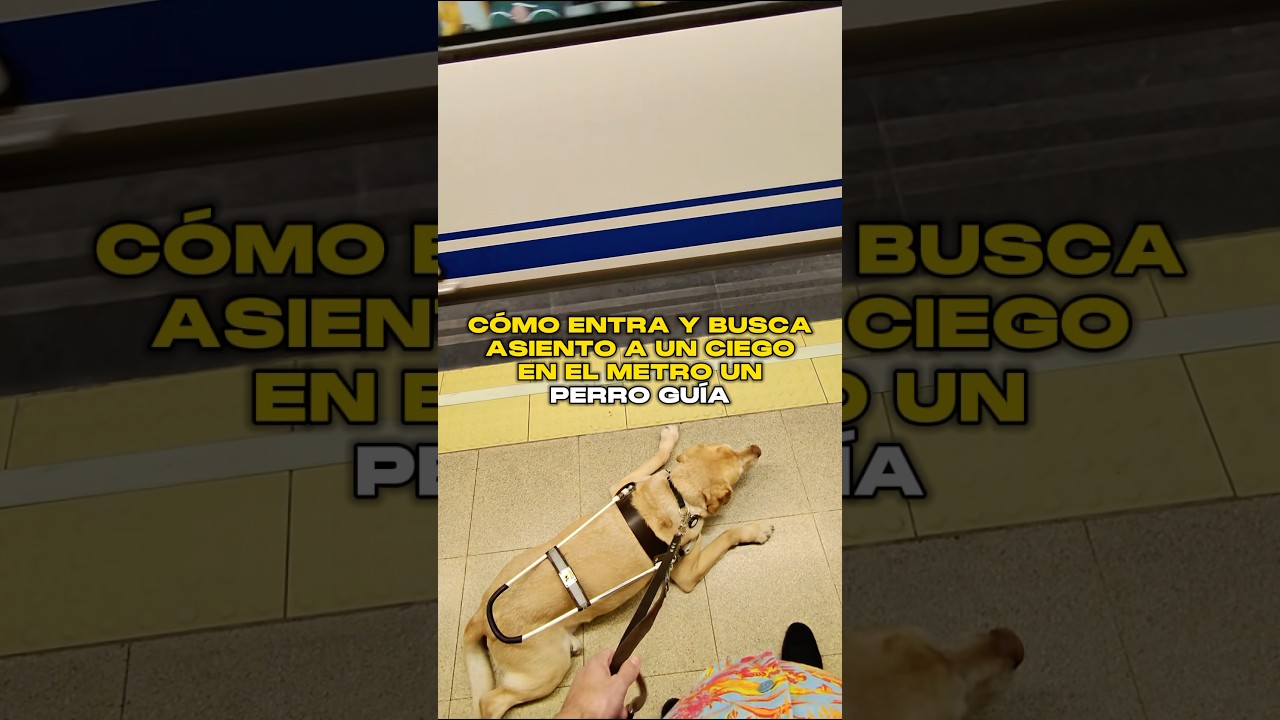 C&oacute;mo entra y busca asiento a un Ciego en el metro un Perro Gu&iacute;a 🚇 🦮