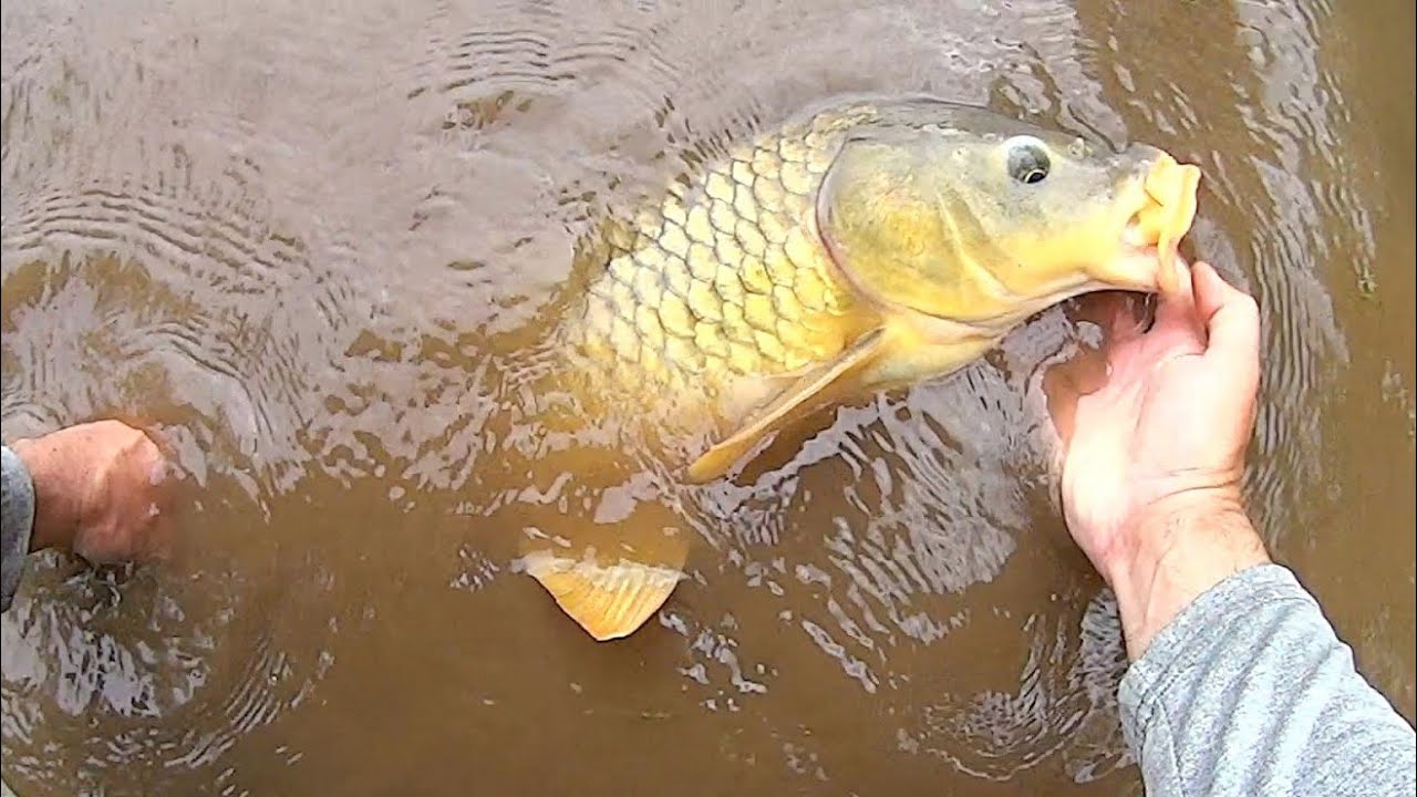Shallow Water Battle Zone!!! Action Packed Carp Fishing Adventure