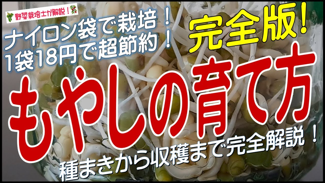 モヤシの上手な育て方（種まきから収穫までを完全解説）モヤシ栽培方法のコツとポイントが分かる！