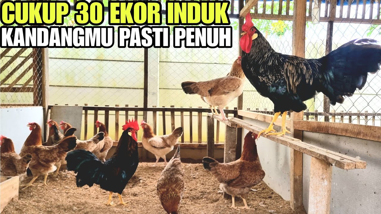 PETERNAK RUMAHAN TDK PERLU PELIHARA AYAM BANYAK‼️