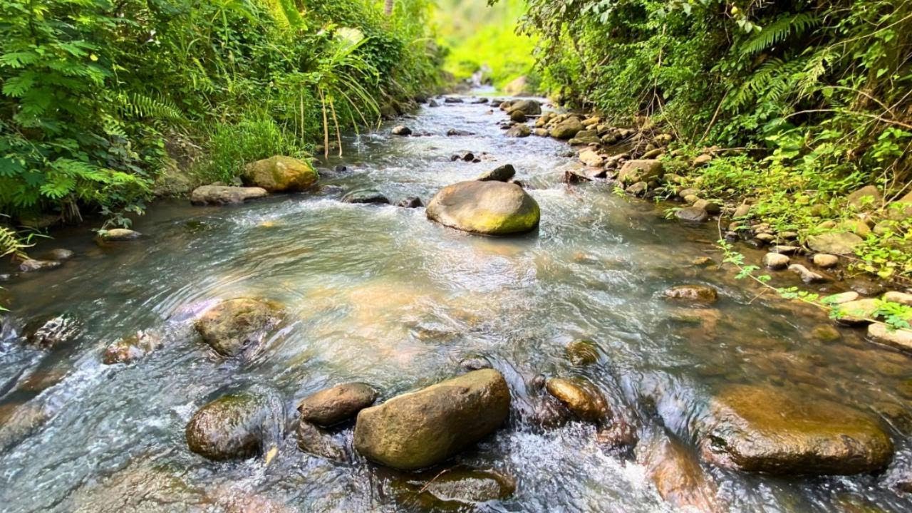 Fall Into Deep Sleep With Peaceful Forest River Flowing Over Smooth Stones | Planet Walungan